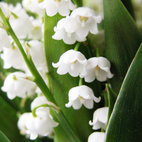 muguet